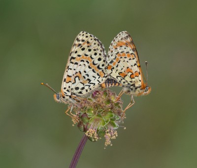 Spotted Fritillary pairing on Lesser Burnet. Eastern Pyrenees, May 2019