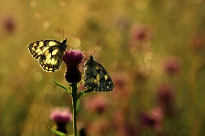 Marbled whites, Chew Valley Lake, Somerset,03/07/2019