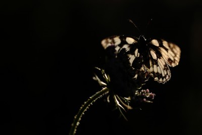 Marbled white, Green Down, Somerset, 18/07/2021