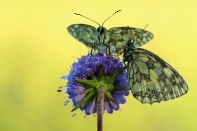 Marbled whites, Chew Valley Lake, Somerset, 11/07/2020