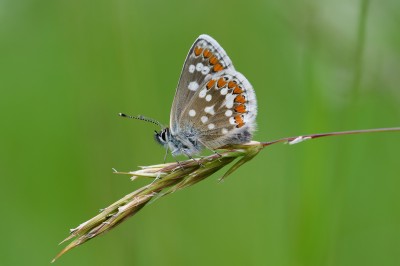 Northern brown argus butterfly at Grantown