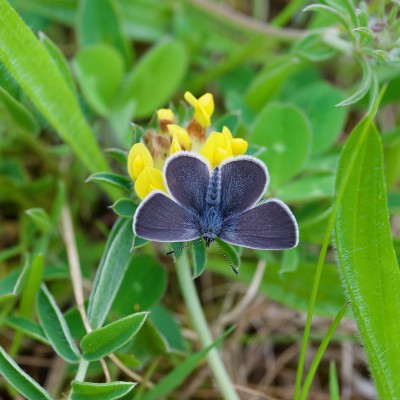 Small blue butterfly at Glamis