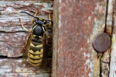 Better photo of the wasp which was loitering near the red admiral.