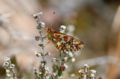 Pearl bordered fritillary in northern Scotland today