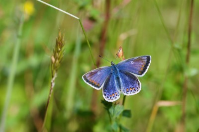 Common blue female butterfly at Fallin