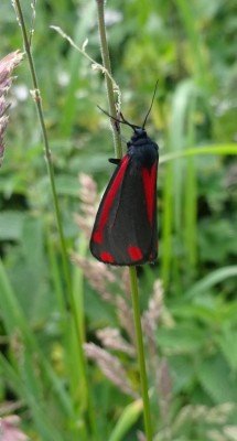 June 20th: Cinnabar moth