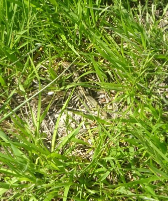 05/06: Common Lizard, Wolstonbury