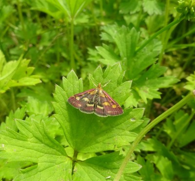 Work 01/07: Pyrausta purpularis moth B ?
