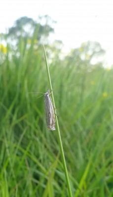 Garden Grass Veneer (I believe)