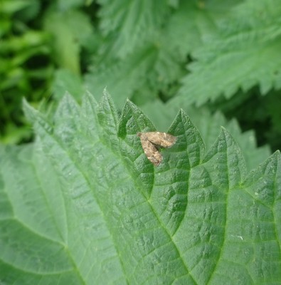 Common Nettle-tap moth on nettle (natch)