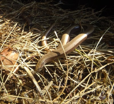 Slow worm in garden