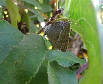 Purple Hairstreak