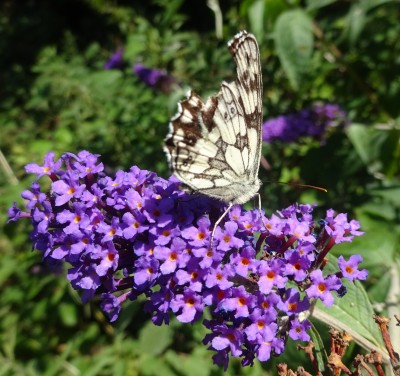 July 18: Marbled White
