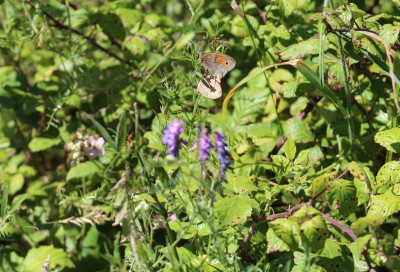 Meadow Browns