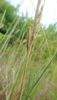 Aug 15: Grass Veneer