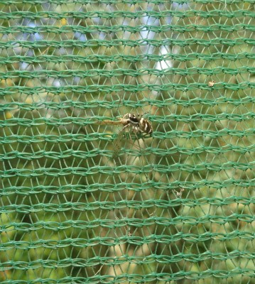 16th Sept: Spider hunting using greenhouse window as web