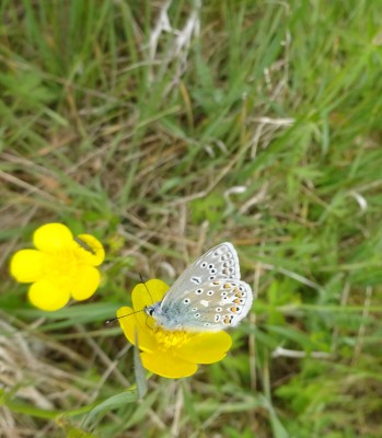 Mother Common Blue: May 16