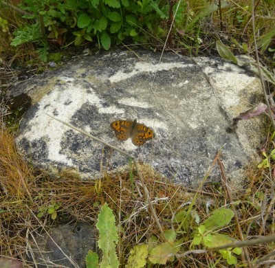 Wall Brown