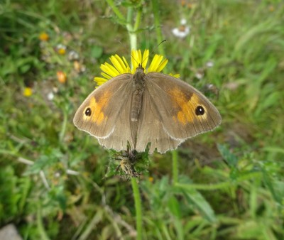 21st Sept: Meadow Brown