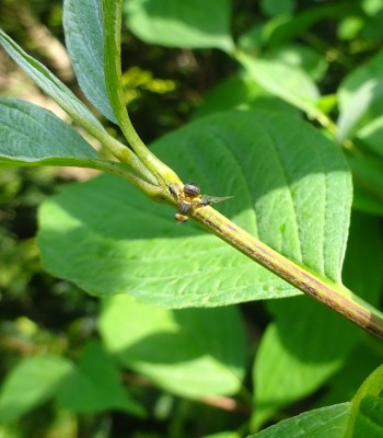 Anomoia purmunda fruit fly