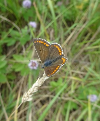 26 July: Brown Argus