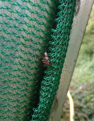 Salticus scenicus I think (with fruit fly)