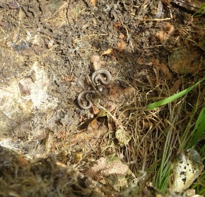 Young grass snake