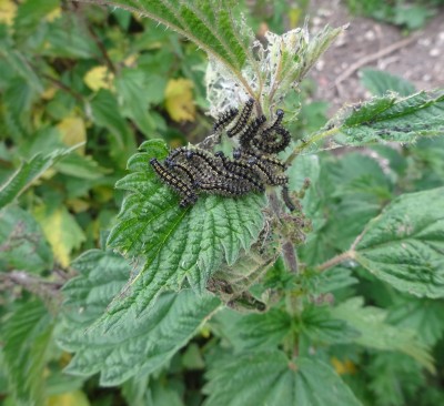 Small Tortoiseshell larvae