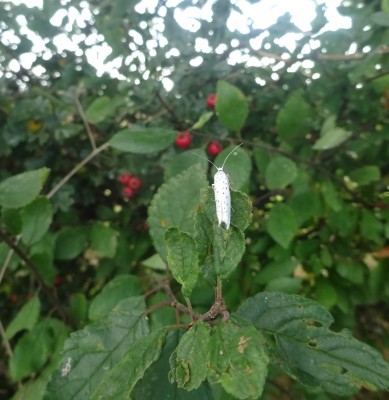 18th Sept: Spindle Ermine moth ?