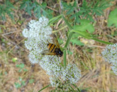 Hoverfly: Volucella inanis
