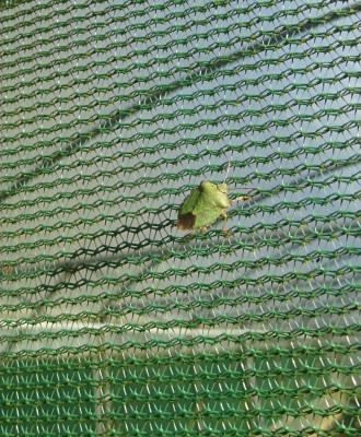 F = Common Green Shieldbug