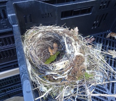 Work: Robin's (?) nest in crate