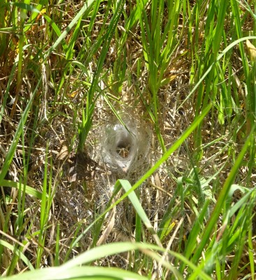 June 13: Labyrinth spider