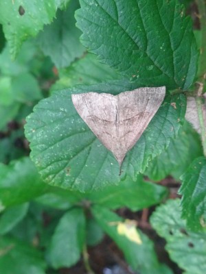 20th Sept: A worn Snout moth I assume ?