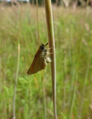 June 20th: Small Skipper laying eggs