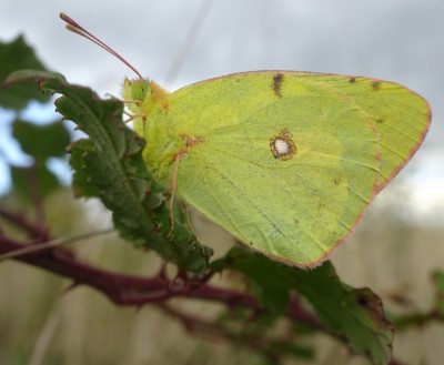 Sept 06: Clouded Yellow