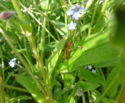 13/5/22: Work: Soldier beetle with missing leg part