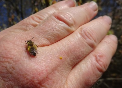 Bee, pollen, wrinkled skin