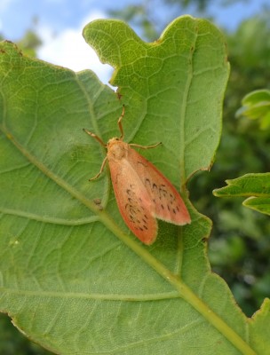 Rosy Footman