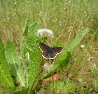 9/5/22: Work: My first Brown Argus of the year