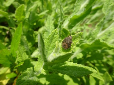 Hairy Shieldbug: Late instar nymph