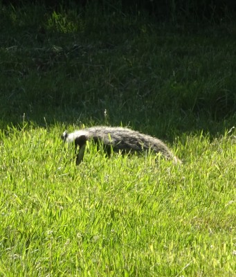 June 13: Young badger