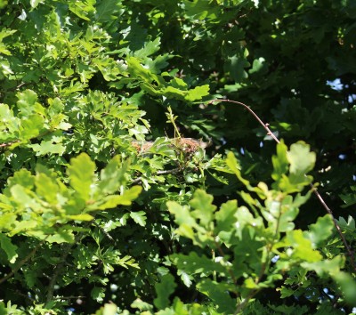 Social Pear Sawfly nest on hawthorn