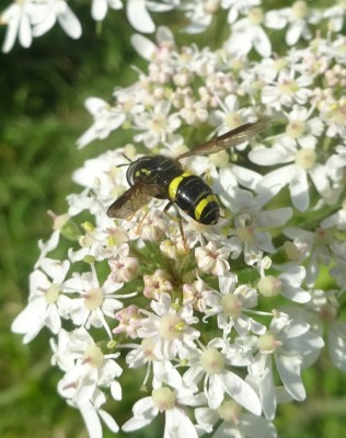 Chrysotoxum bicinctum