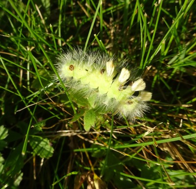 1st Oct: Pale Tussock moth caterpillar