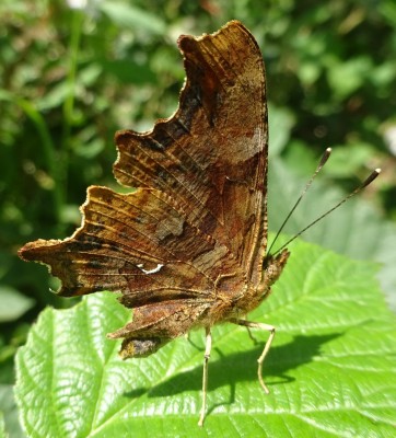 5th July: Comma