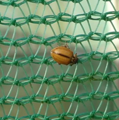 L for Larch Ladybird