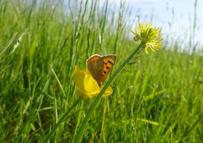 May 28:Small Copper