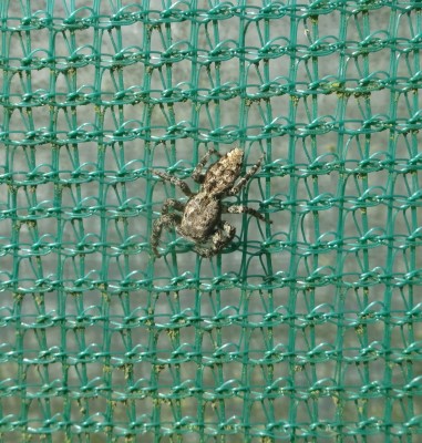 16/03/23: Fencepost Jumping Spider
