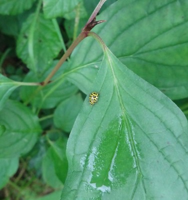 8th Oct: 22-spot ladybird